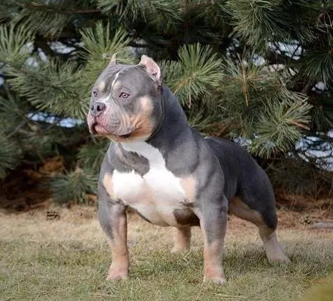 American Bully