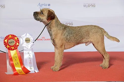 Border Terrier