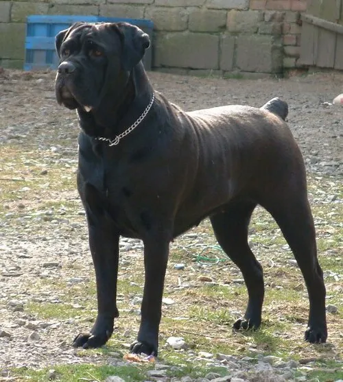 Cane Corso