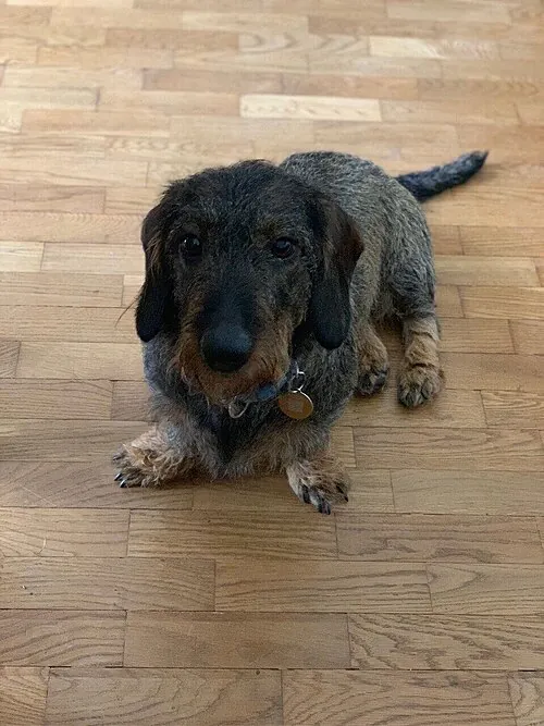Wire-haired Dachshund