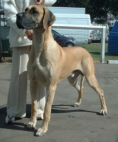 Great Dane