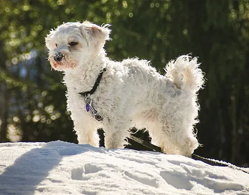Havanese