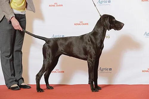 German Shorthaired Pointer