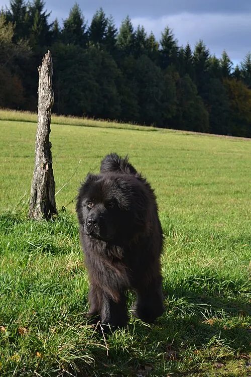Newfoundland