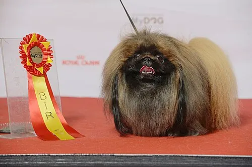 Pekingese