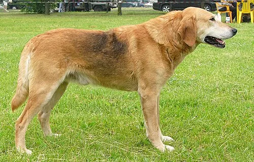 Russian Hound