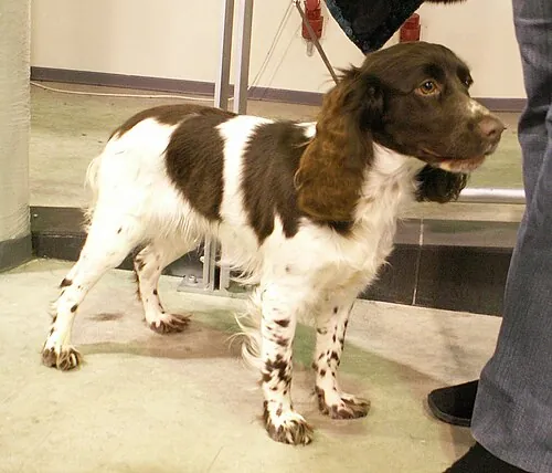 Russian Spaniel